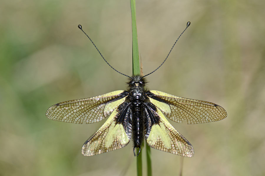 Libelloides coccajus maschio e femmina